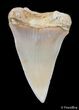 + Inch Fossil Mako Tooth - Western Sahara #2841-1